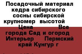Посадочный материал кедра сибирского (сосны сибирской) крупномер, высотой 3-3.5  › Цена ­ 19 800 - Все города Сад и огород » Интерьер   . Пермский край,Кунгур г.